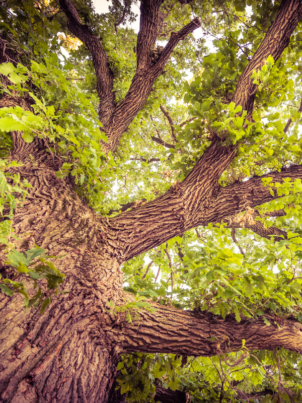 Bur Oak(© 2022 / LEAF)