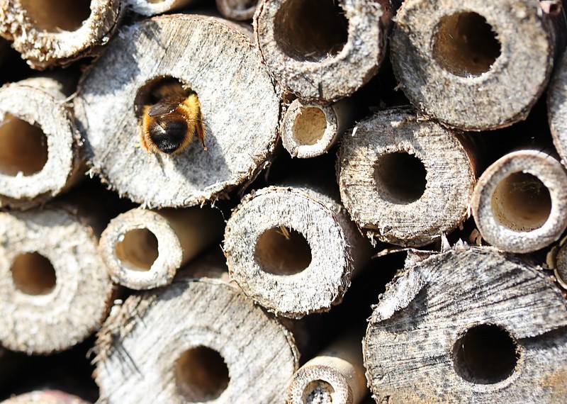 bee in a bee hotel(CC BY-ND 2.0 2012 Echo69)