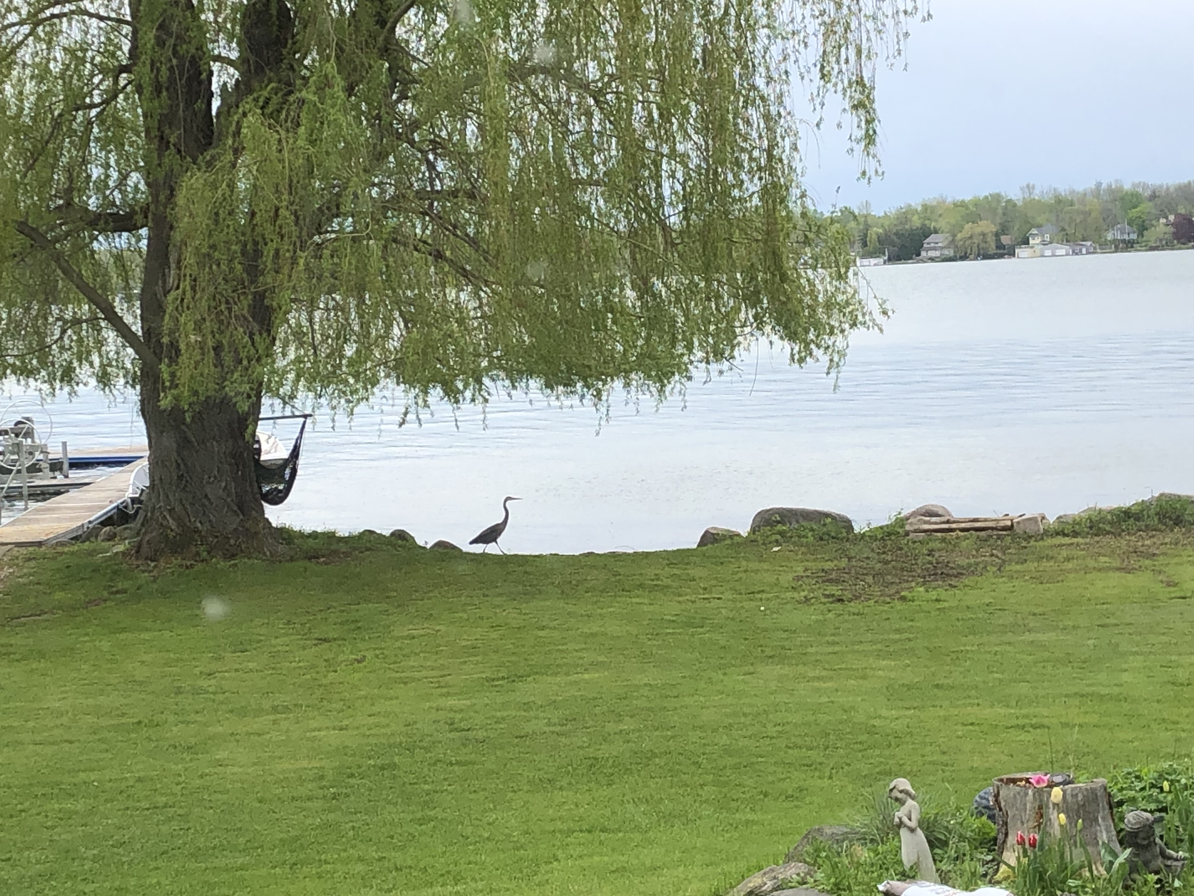 Weeping willow by a lake(© 1998 Adam Buchholz)