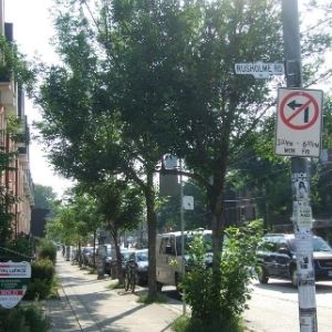 Ash tree planted as street trees