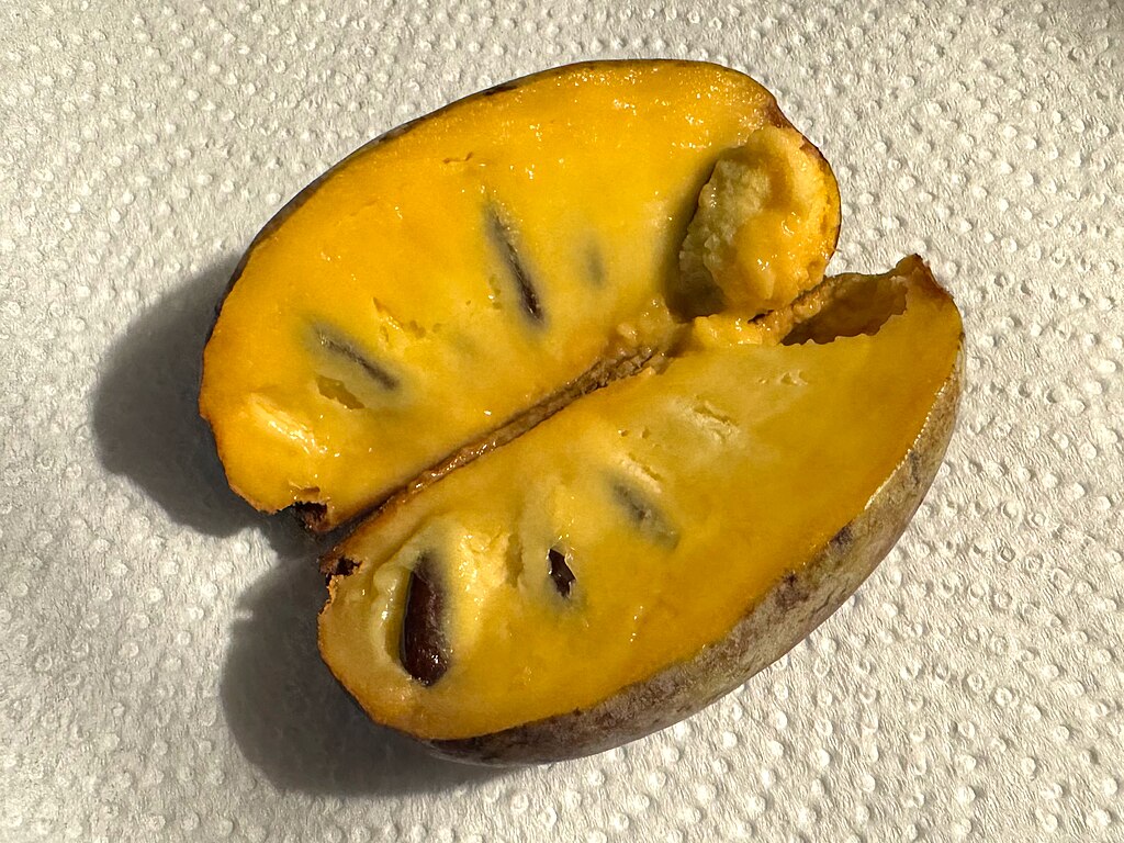 A perfectly ripe pawpaw  fruit ready to eat. (