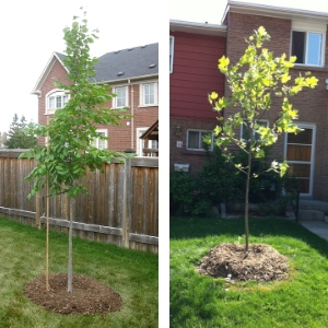 A tree planted in a backyard and tree planted in a front yard(© 2016 and 2012 LEAF)