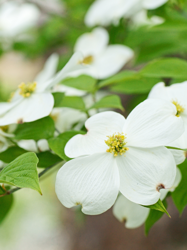 close up of Flowering Dogwood flowers(© 2022 / LEAF)