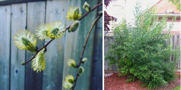 pussy willow flower and form(©2016 Erin MacDonald/LEAF; 2014 Brenna Anstett / LEAF)