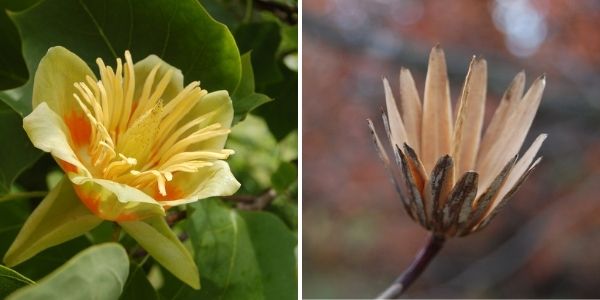 Tulip tree flower(©2006 by Alex Lomas; ©2008 Christine and John Fournier)