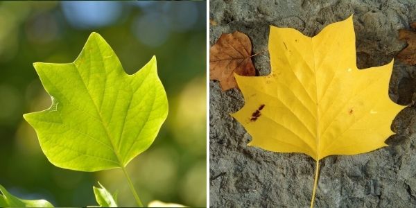 Tulip tree leaves(©2016 Brenna Anstett / LEAF)