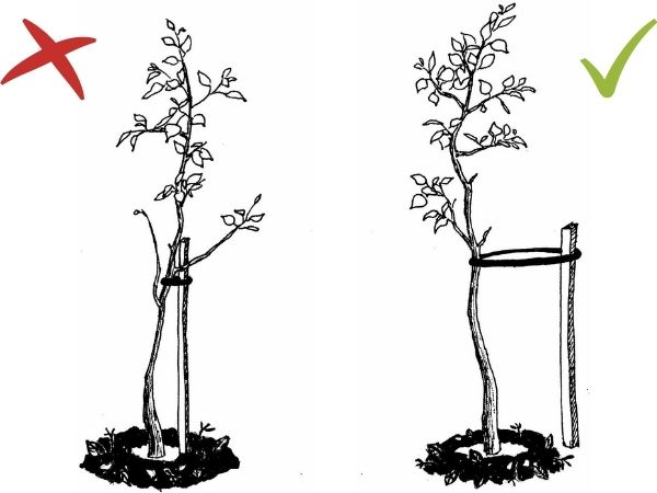 Improper vs proper staking(© 2015 Tiffany Tsun (modified))