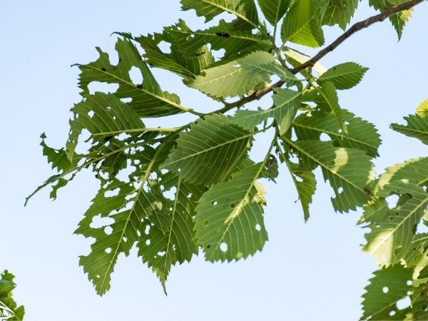 Tree demonstrating defoliation(©2017 Washington State Department of Agriculture )