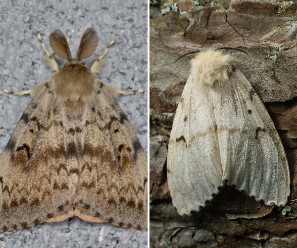 Male and female spongy moth(©2020 Ryan Hodnett; ©2017 Ilia Ustyantsev)