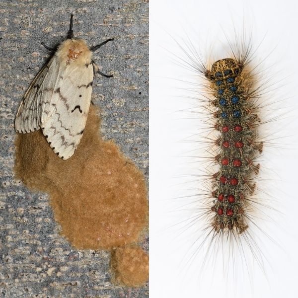 Left: egg masses; right: spongy moth caterpillar (©2020 Ryan Hodnett; ©2013 Didier Descouen)