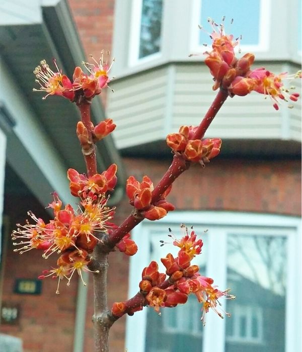 Red maple (Acer rubrum) flower(©2016 Melissa Williams / LEAF)