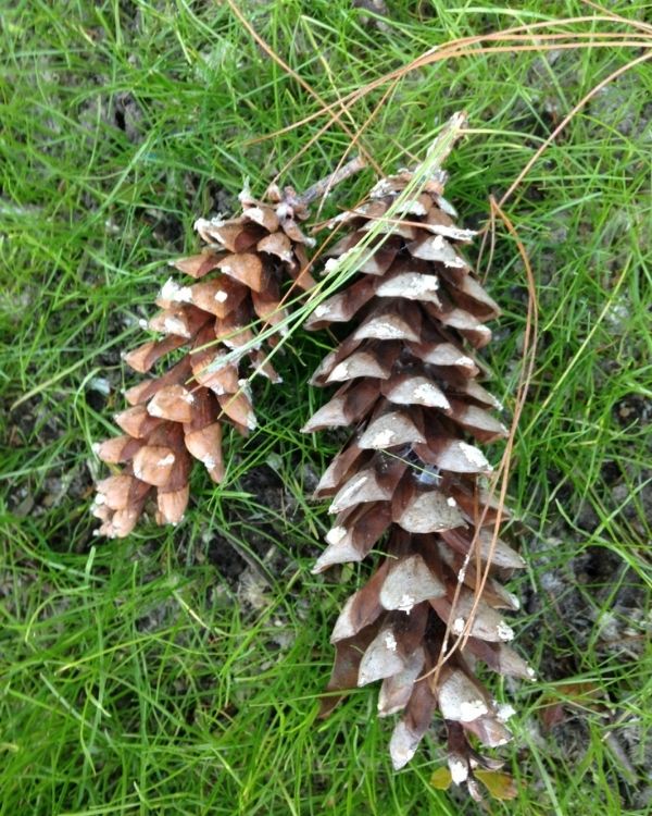 White pine mature cones(©2016 Brenna Anstett / LEAF)