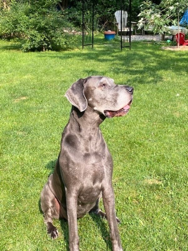 Dog in sunny backyard - caption: Maisie wondering where the shade went. Background: relaxation station with the basswood tree positioned to provide shade and privacy in a few years.(©2020 Jack Patriarche)