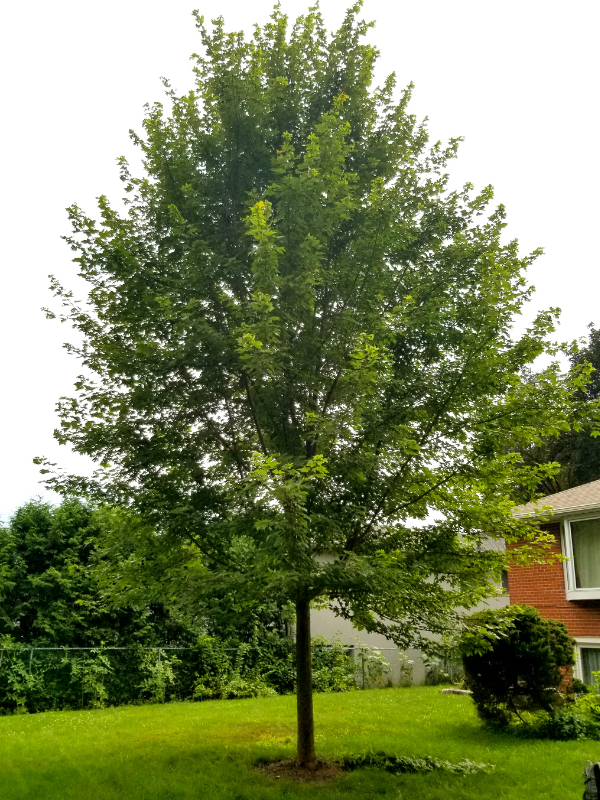 Tree Planted in Backyard(© 2019 Brenna Anstett / LEAF)