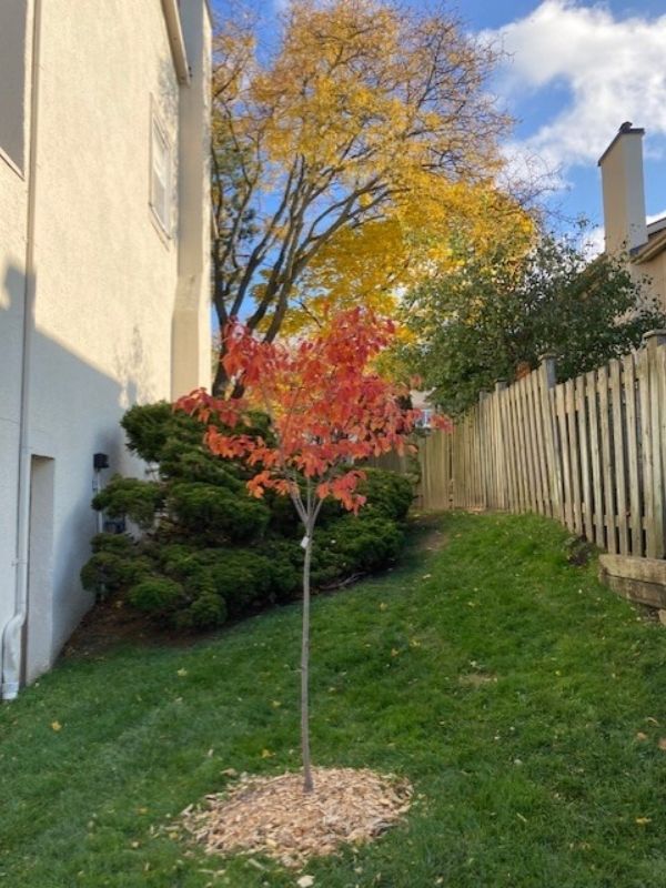 Serviceberry tree in fall(© 2021 Neil Jenkins)