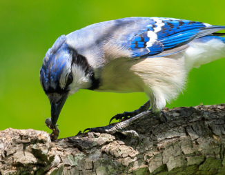 Blue Jay on a tree branch catching a caterpillar