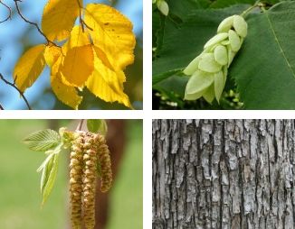 Ironwood fall leaves, fruit, catkins and bark