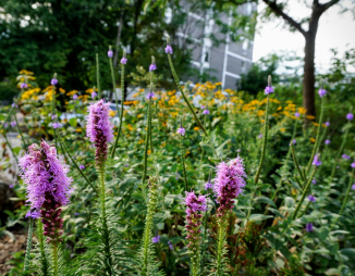 native flower garden with a honey locust tree in the background