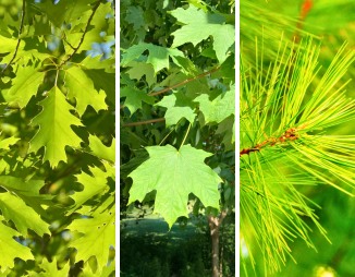 Red oak, sugar maple, and white pine trees, representing key species in Ontario's forests