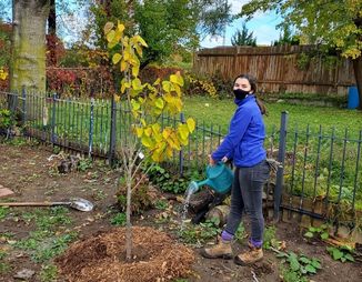 Adriana watering basswood