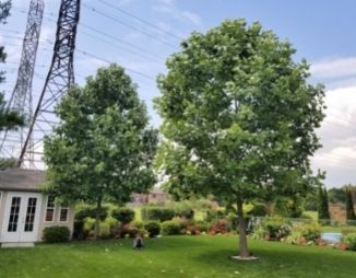 Two large tulip trees planted in a backyard