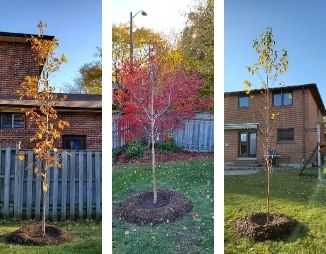 Swamp white oak, Ohio buckeye and paper birch in a backyard