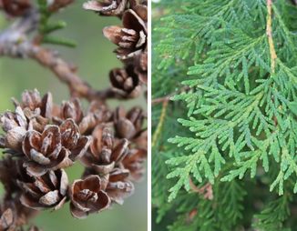 Eastern white cedar cones and scales