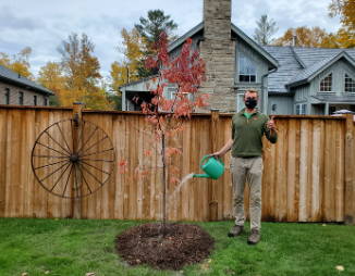 A person watering a pin cherry tree in a backyard