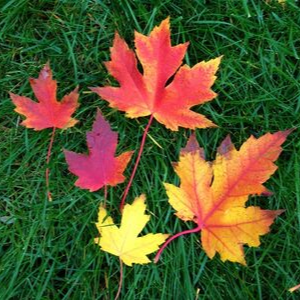 Freeman maple leaves of different colours(© 2016 Brenna Anstett / LEAF)