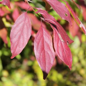 Purple-ish, dark red-ish grey dogwood leaves(© 2016 Brenna Anstett / LEAF)