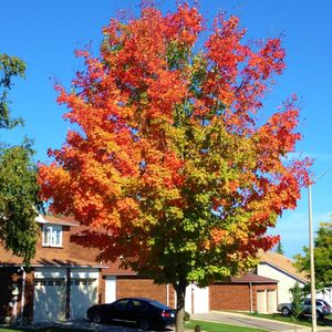 Sugar maple street tree starting to turn colours(© 2016 Brenna Anstett / LEAF)