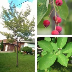 Collage of serviceberry tree, fruits and leaves(© 2014 and 2016 Brenna Anstett / LEAF)