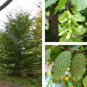 Collage of blue beech tree, fruit and leaves(© 2016 Brenna Anstett / LEAF)