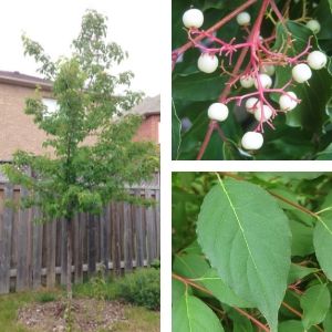 Collage of grey dogwood trees, fruits and leaves(© 2016 Brenna Anstett / LEAF)