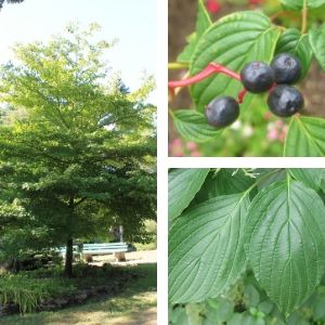 Collage of pagoda dogwood tree, berries and leaves(© 2016 Brenna Anstett / LEAF)