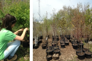 LEAF staff labeling shrubs, trees ready for delivery and planting(© 2017 Brenna Anstett / LEAF)