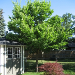 Hackberry in a backyard(© 2018 Brenna Anstett / LEAF)