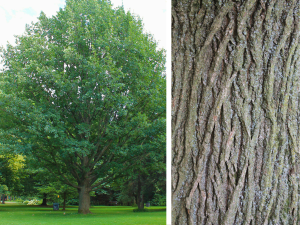 Bur Oak tree form and bark(© 2015 Brenna Anstett / LEAF)