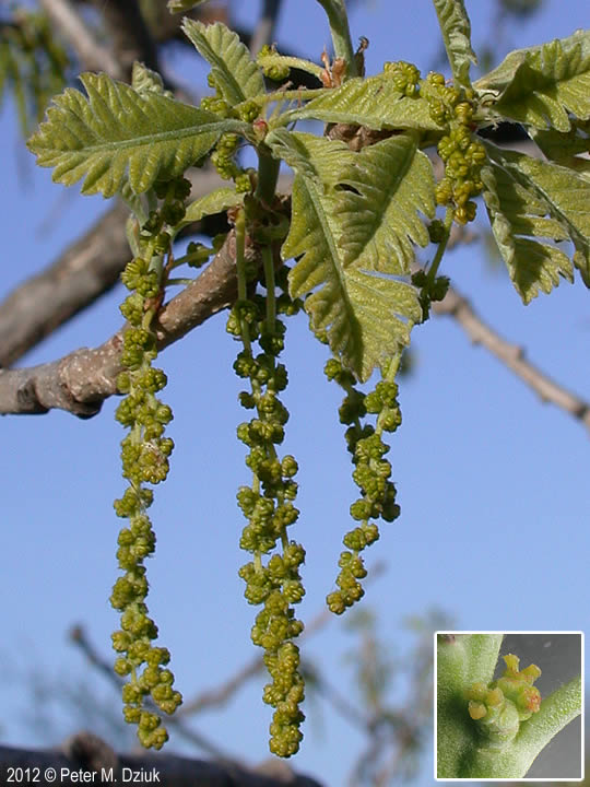 Bur Oak male flowers and female flowers(@2012 Peter M. Dziuk via https://www.minnesotawildflowers.info/tree/bur-oak )