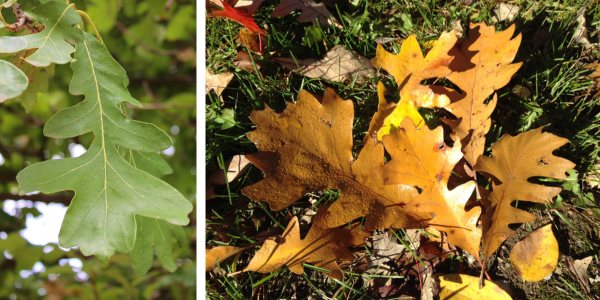 Bur Oak summer and fall foliage(© 2016 Brenna Anstett / LEAF)