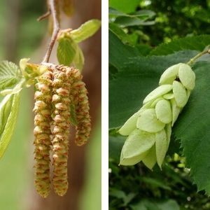 ironwood yellow catkins and pale fruit pod(creative commons)