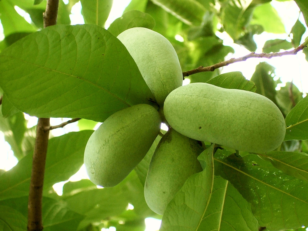 A cluster of pawpaw fruit.(“Cluster of pawpaw fruit” by Wendell Smith is licensed under a CC BY 2.0 licence.)