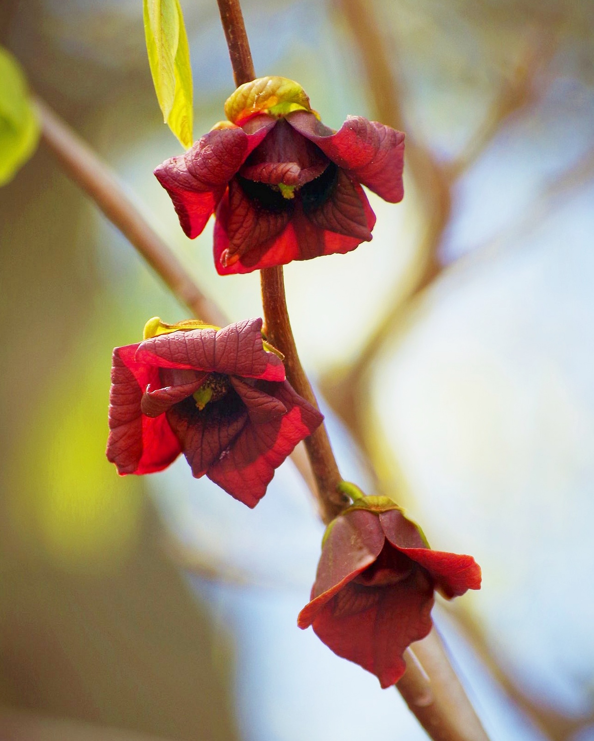 Paw-paw tree flowers (Asimina triloba)(