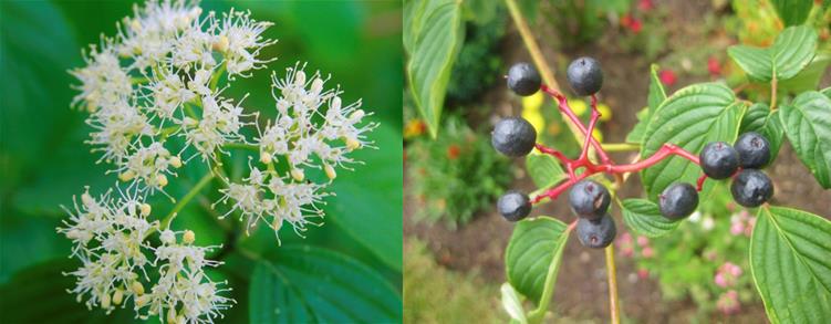 Pagoda dogwood flower and fruit(© 2009 Milesizz, © 2016 Brenna Anstett / LEAF )