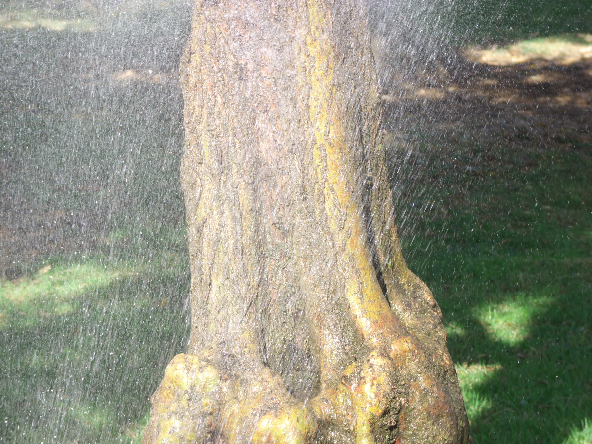 Water spraying on the trunk of a tree(