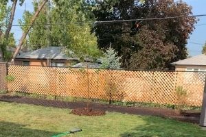 A backyard with a recently planted tree