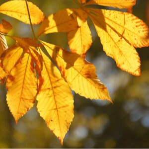 Golden Ohio buckeye leaves(© 2016 David Slaughter / LEAF)