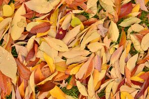 Dried leaves covering the ground(© 2018 David Slaughter / LEAF)