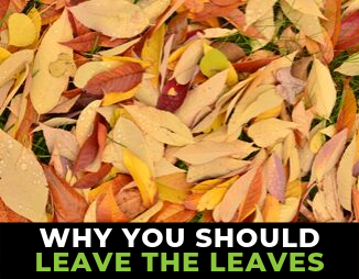 Bed of dried leaves with "Why you should leave the leaves"