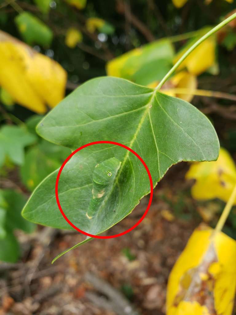 Eastern Tiger Swallowtail caterpillar on Tulip Tree host plant(© 2023 2023 Tim Wasserman / LEAF)